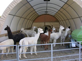 Rundbogenhalle als Weidezelt für Alpakas