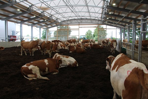 Rinderstall mit teilweisem Fachwerkträgersystem