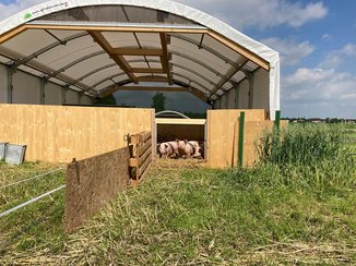 Weidezelt für Schweine Bio-Betrieb nähe Hannover