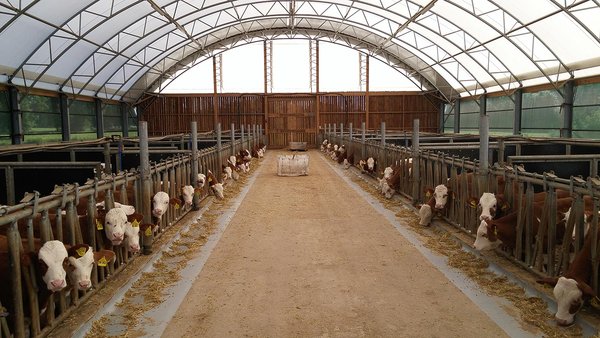 Innenansicht des lichtdurchfluteten Kälberstalls Innenansicht des lichtdurchfluteten Kälberstalls