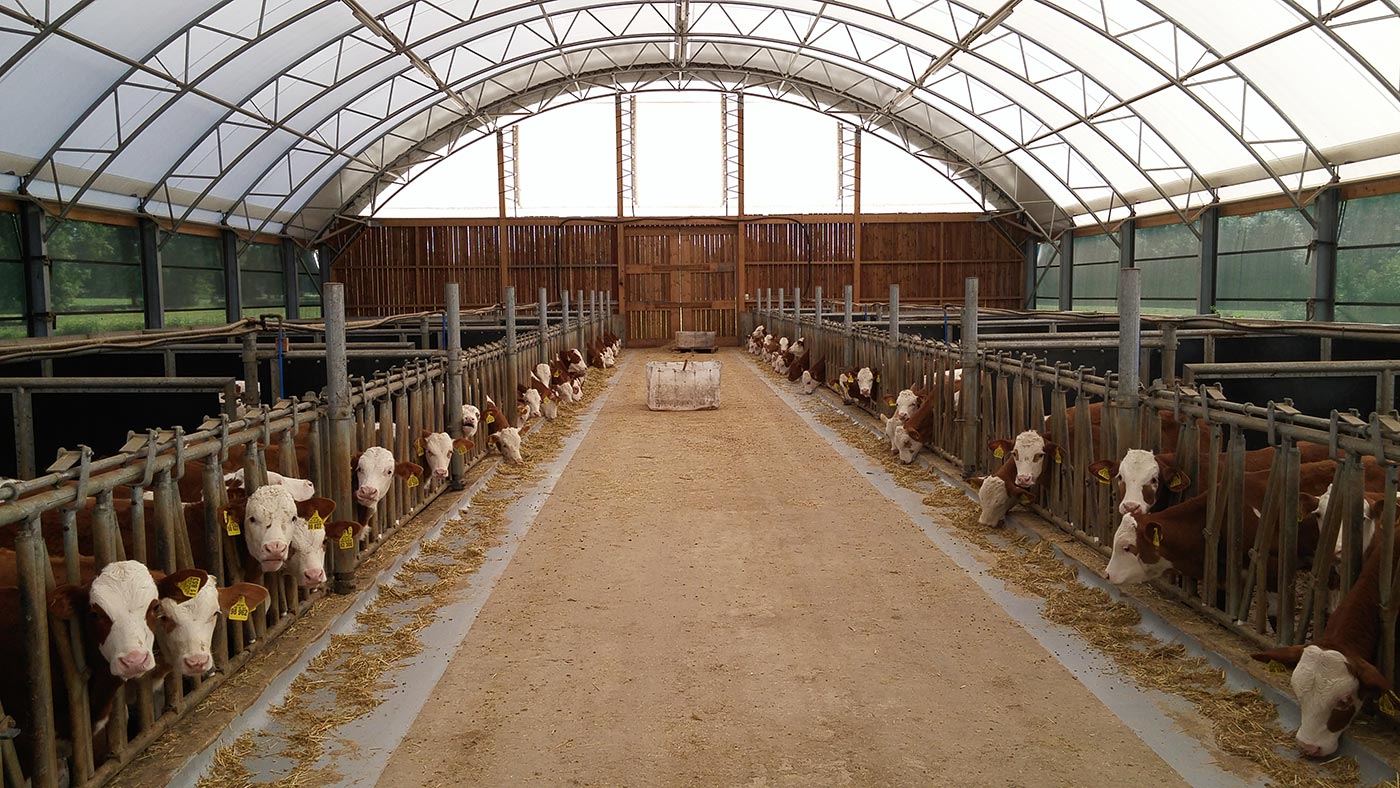 Innenansicht des lichtdurchfluteten Kälberstalls Innenansicht des lichtdurchfluteten Kälberstalls